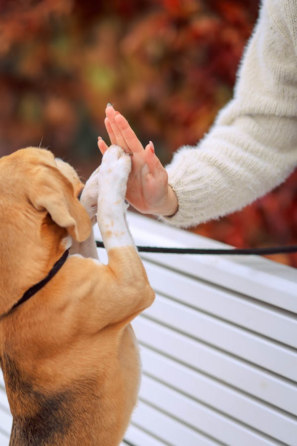 puppy-training-mistakes
