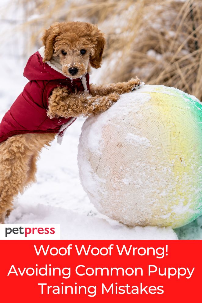 puppy training mistakes