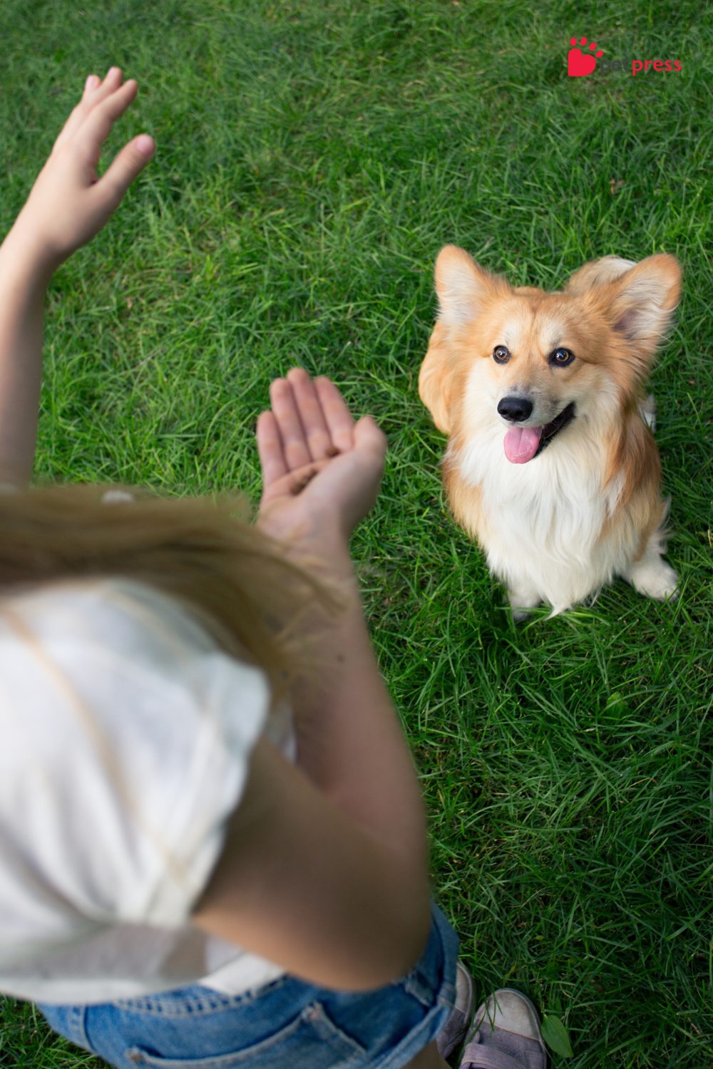 Training Tips for Deaf Dogs How To Train Them Effectively