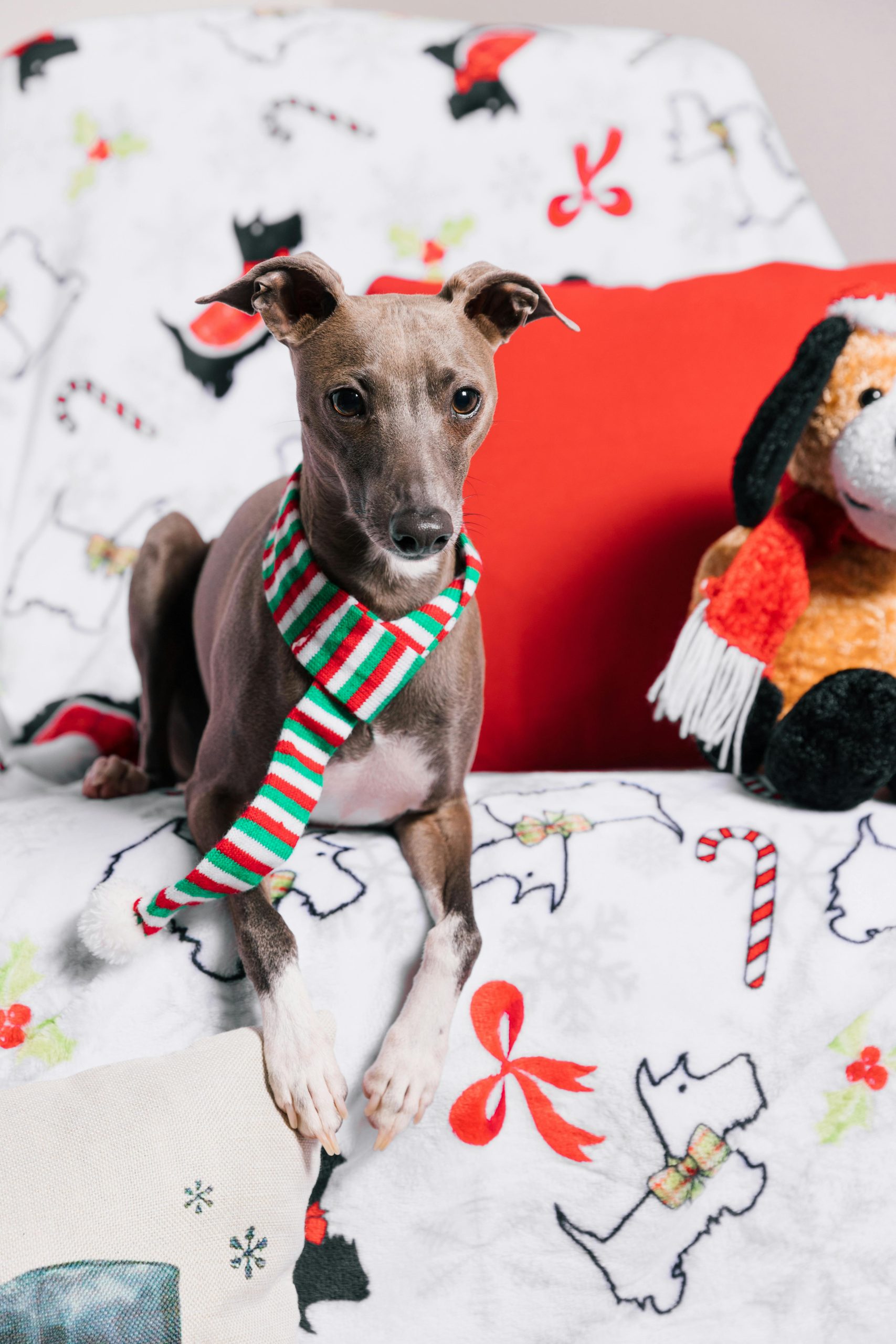 National Greyhound Day