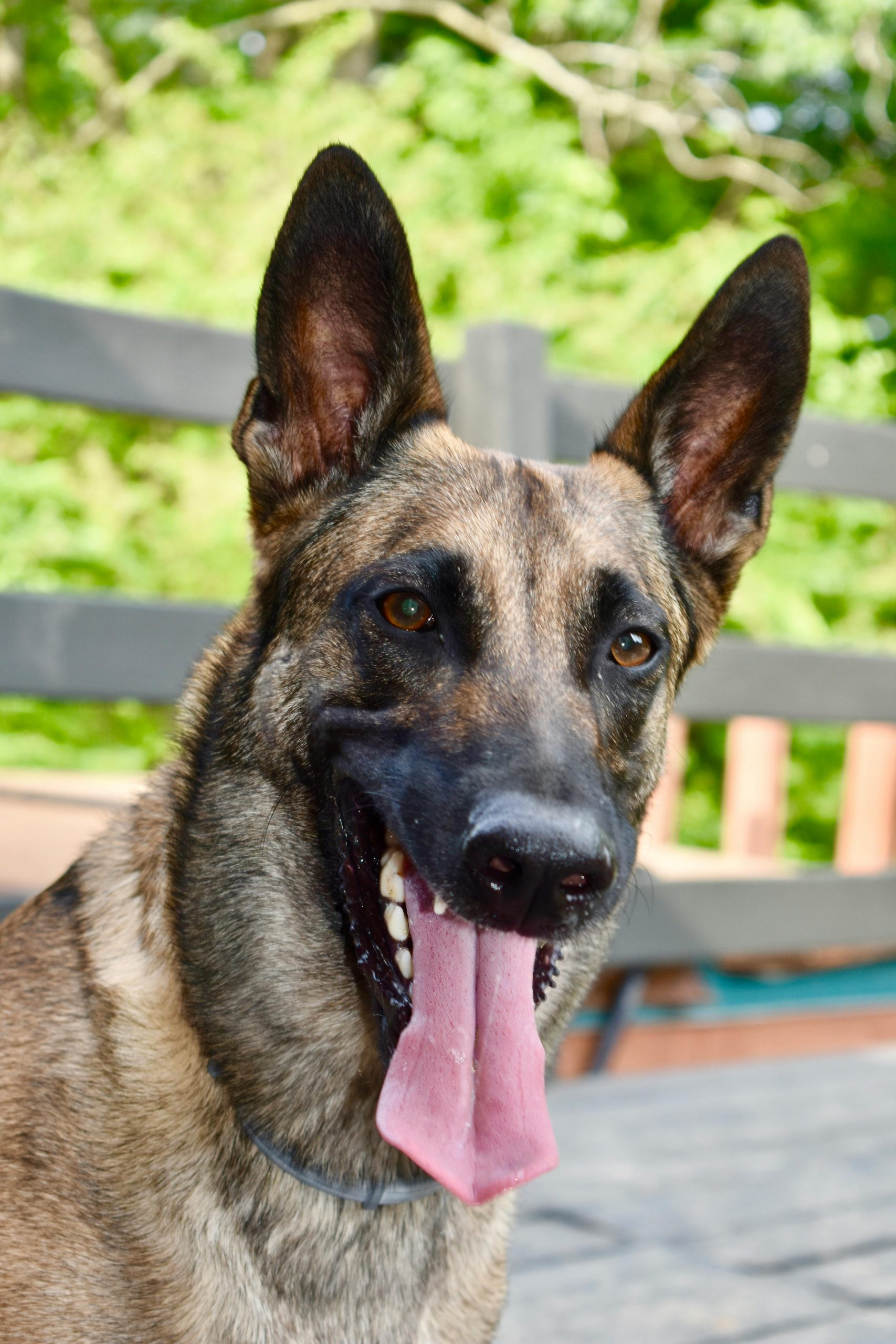 Guard Dog Breeds for First-Time Owners