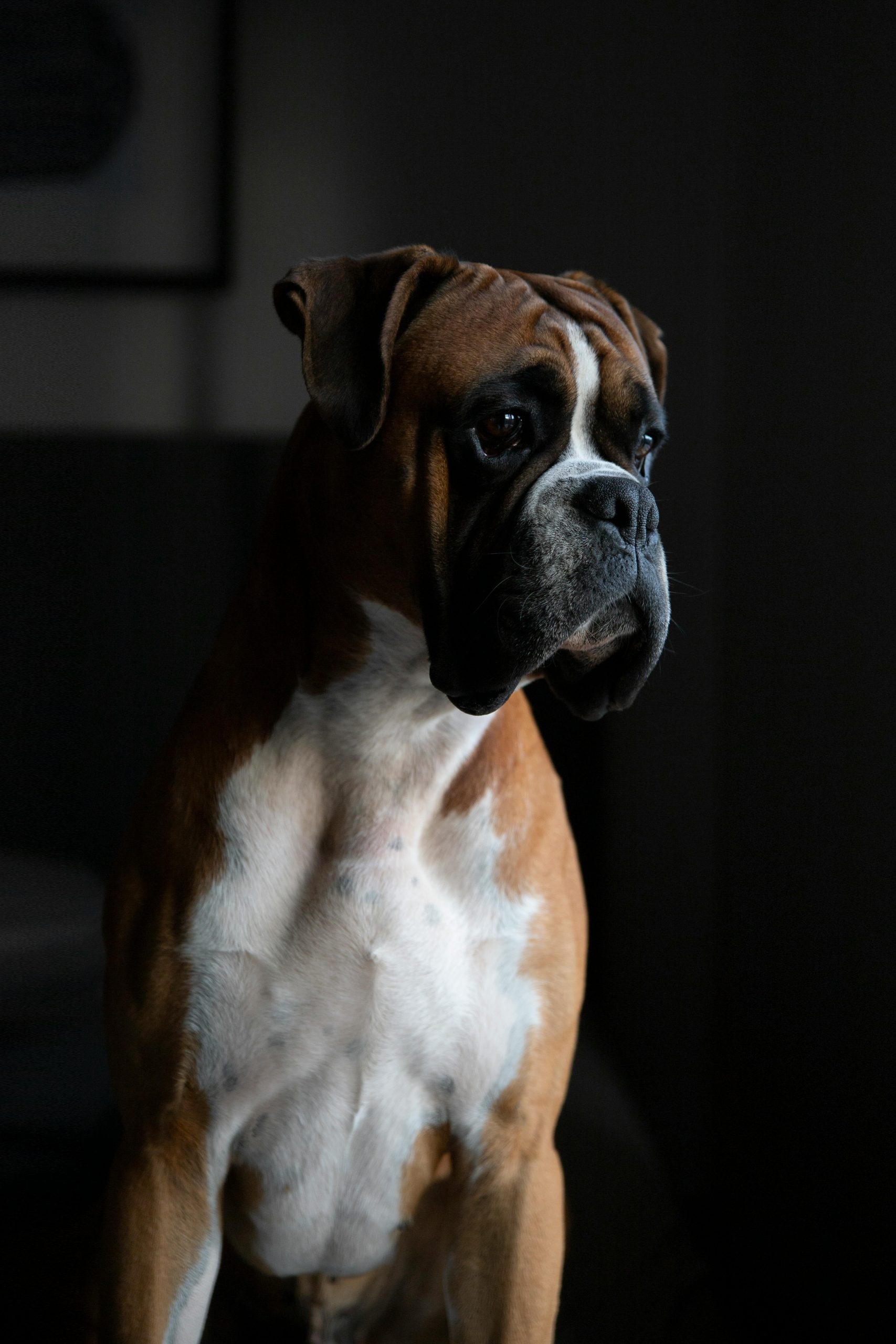 Guard Dog Breeds for First-Time Owners