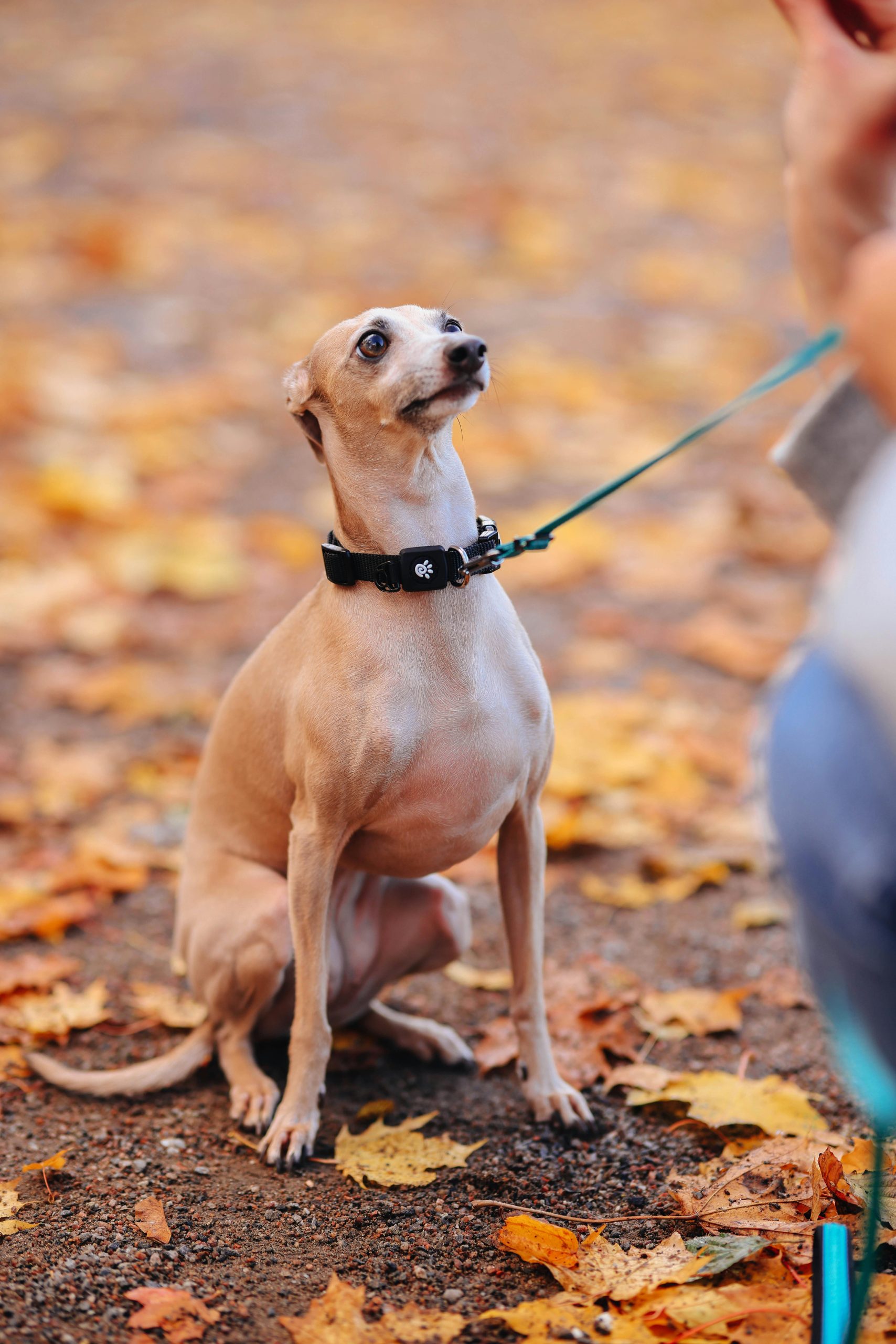 National Greyhound Day
