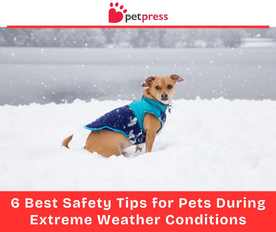 6 Best Safety Tips for Pets During Extreme Weather Conditions - PetPress