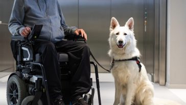 International Assistance Dog Week