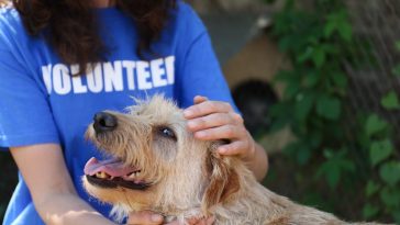 DOGust Universal Birthday for Shelter Dogs