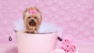 National Yorkie Day