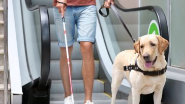 Assistance Dog Day