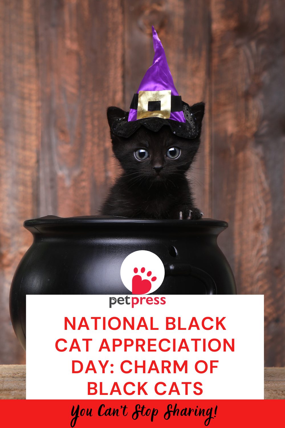 National Black Cat Appreciation Day: Charm of Black Cats - PetPress