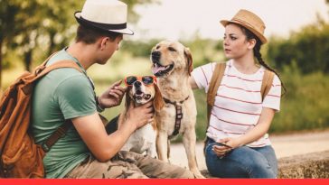 Top Picks for Your Pet’s Labor Day Travel Kit