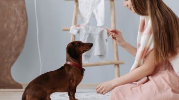 care-or-deaf-dog