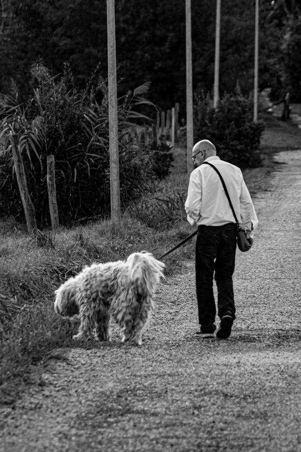 caring-a-deaf-dog