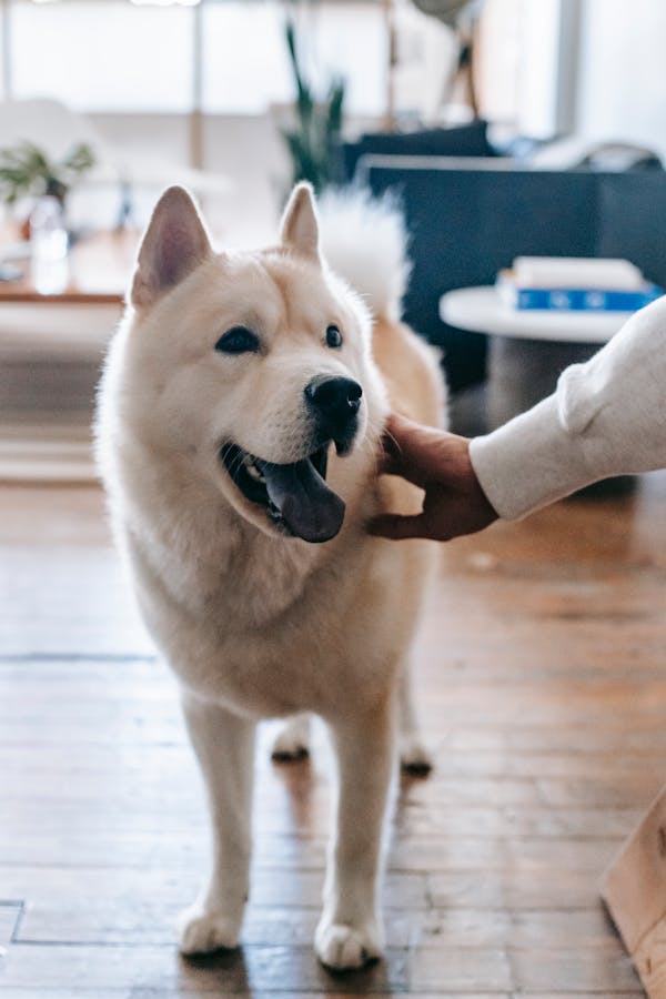 deaf-dog