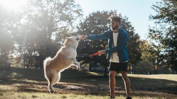 dog-gut-health