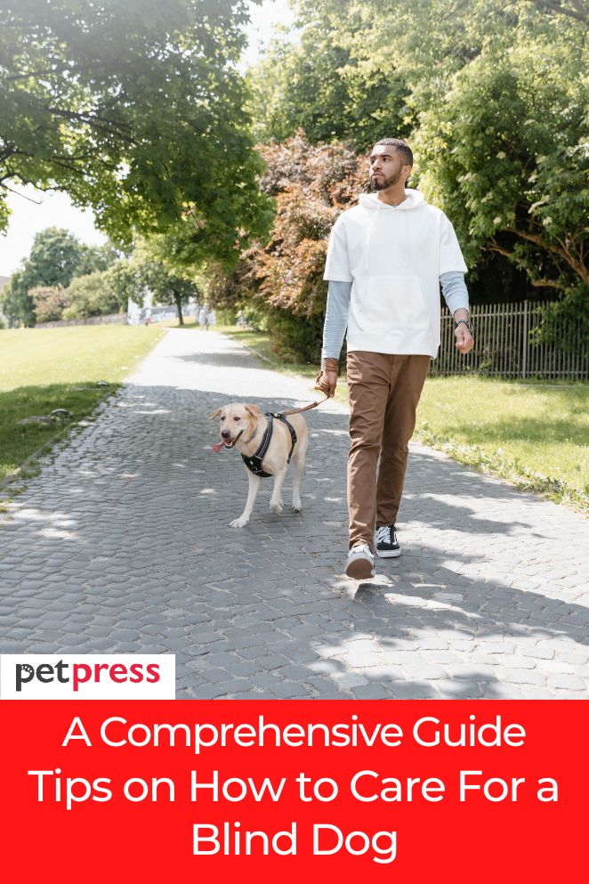 how to care for a blind dog