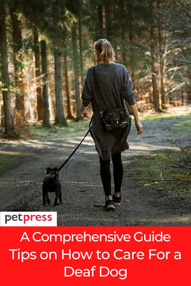 how to care for a deaf dog