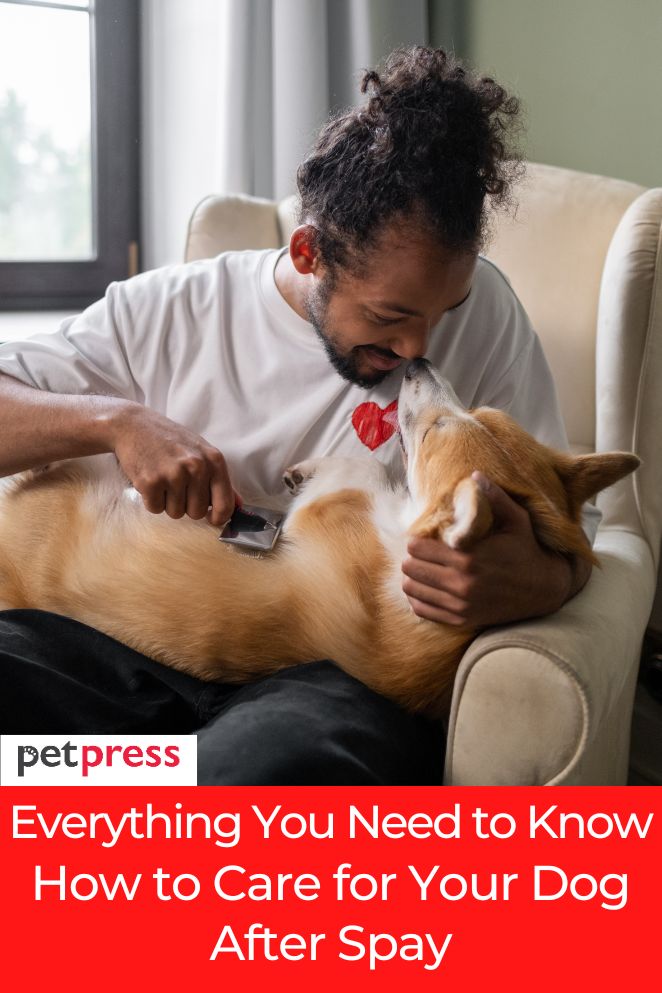 how to care for dog after spay