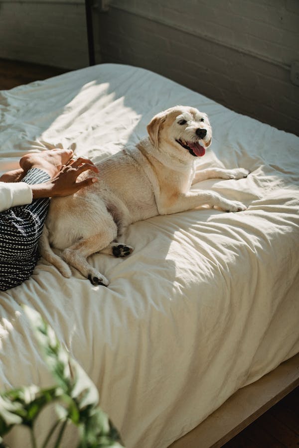 living-with-a-deaf-dog