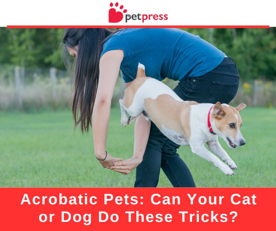 Acrobatic Pets: Can Your Cat or Dog Do These Tricks? - PetPress