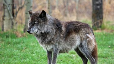 Alpha Dog Myth