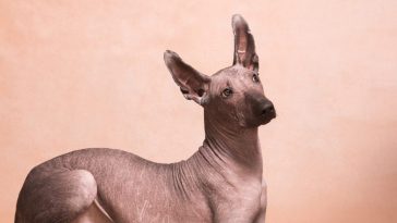 Xolotl Dog Myth
