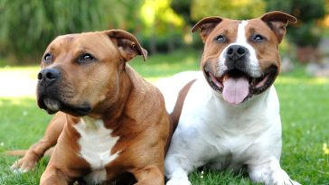 Nanny Dog Myth