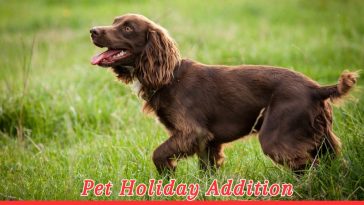 Boykin Spaniel Day