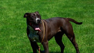 Devil Dog Myth