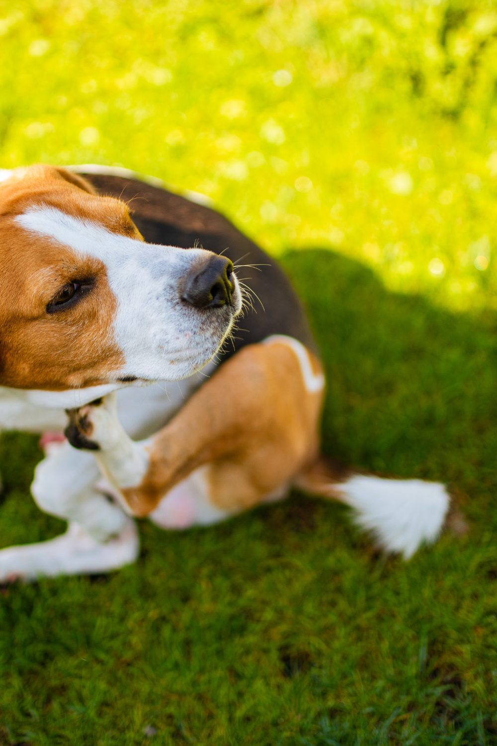 Hypoallergenic Dog Myth