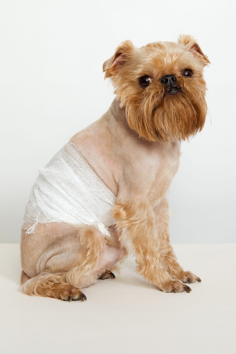 Animal Pain Awareness Month