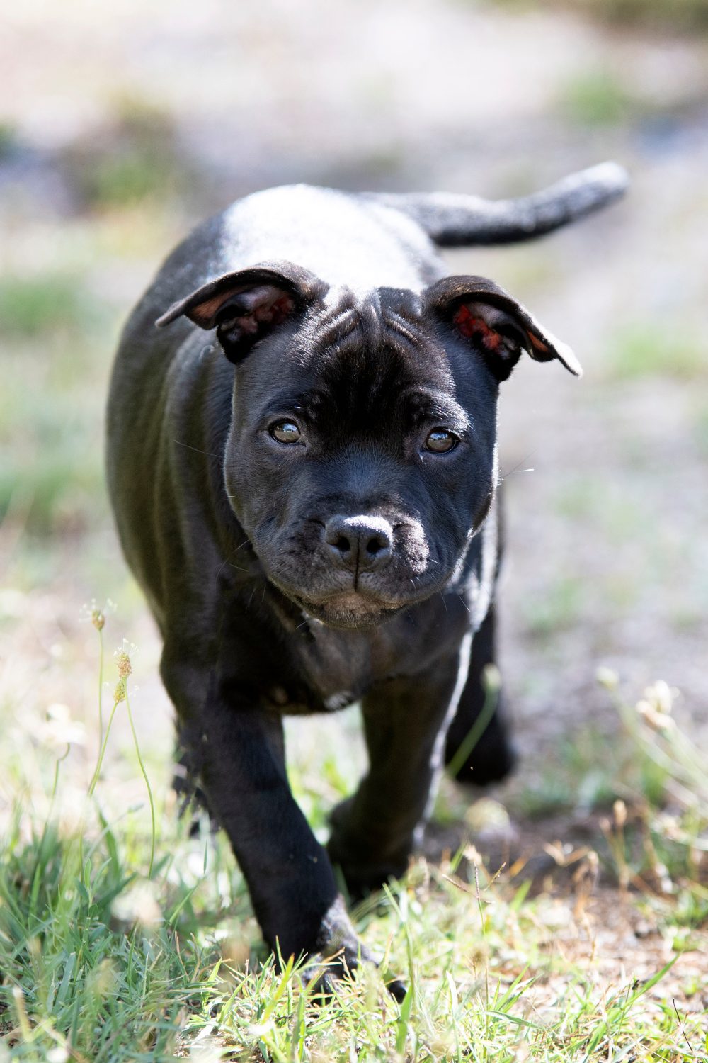 Nanny Dog Myth