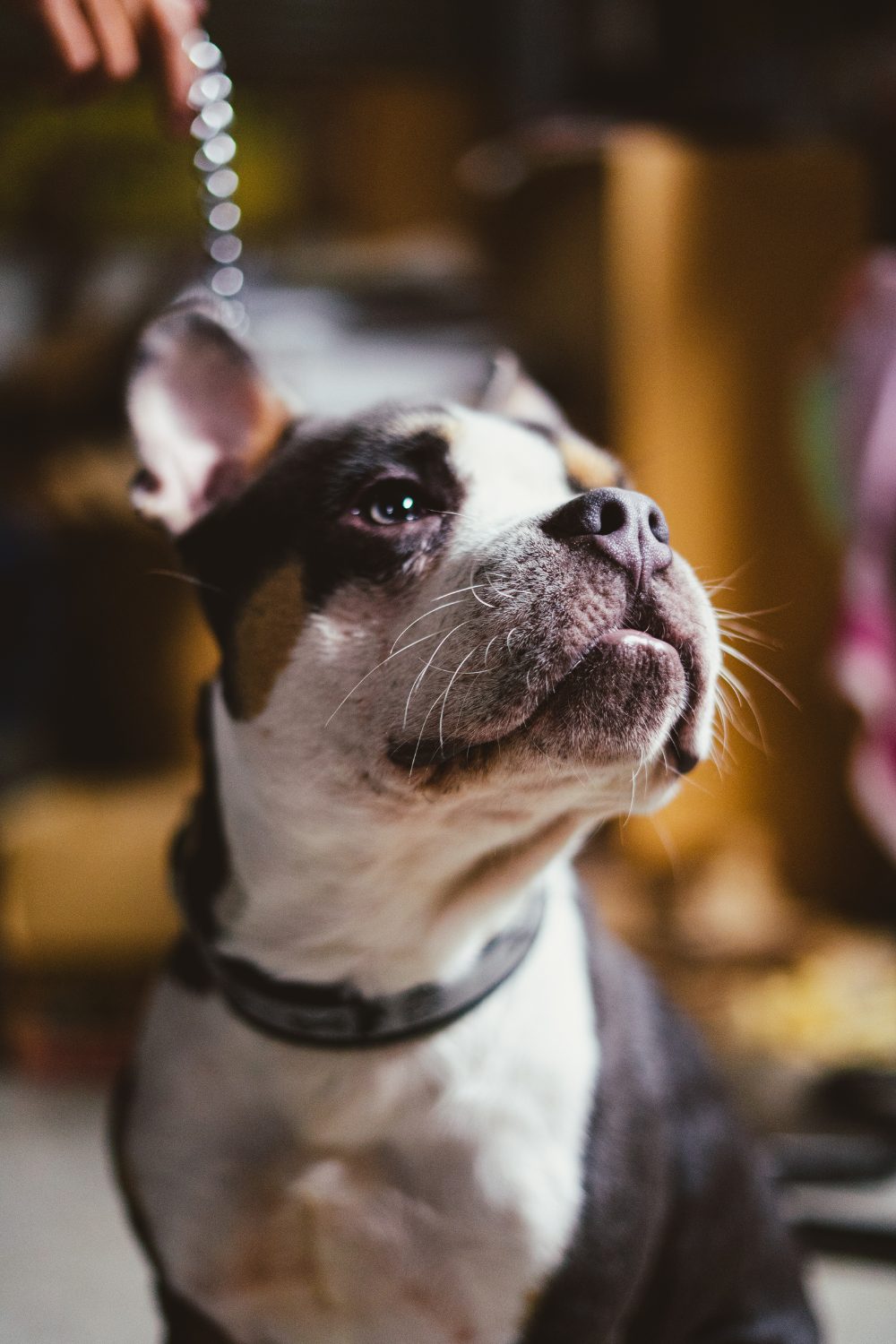 Devil Dog Myth