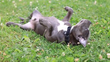 dog-in-heat