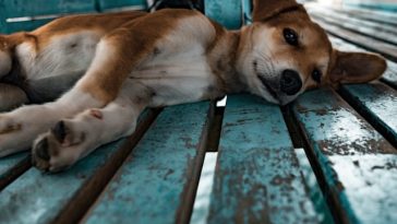 home-remedies-for-dog-difficult-breathing