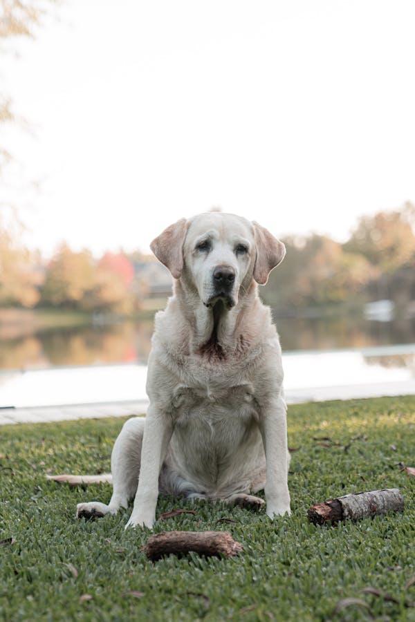 remedies-for-dog-in-heat