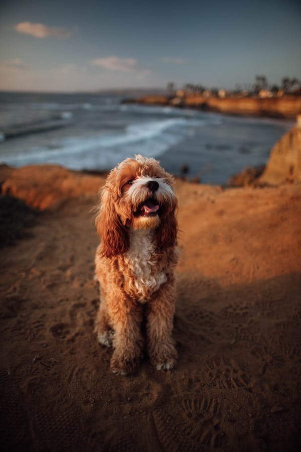 Cockapoo