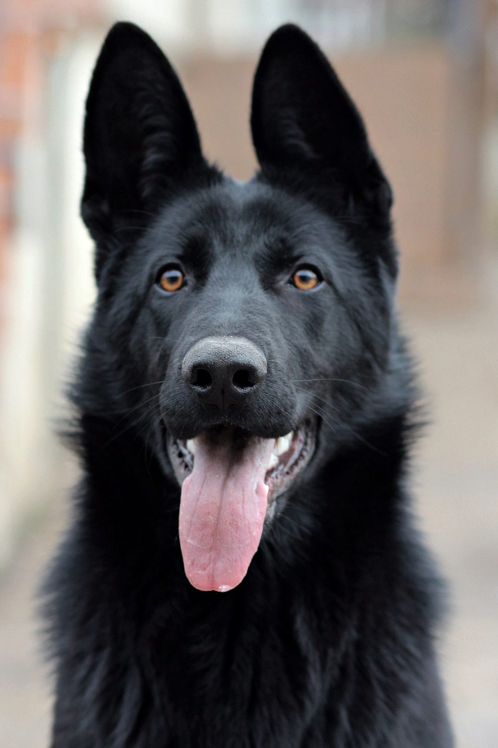 British Black Dog Myth