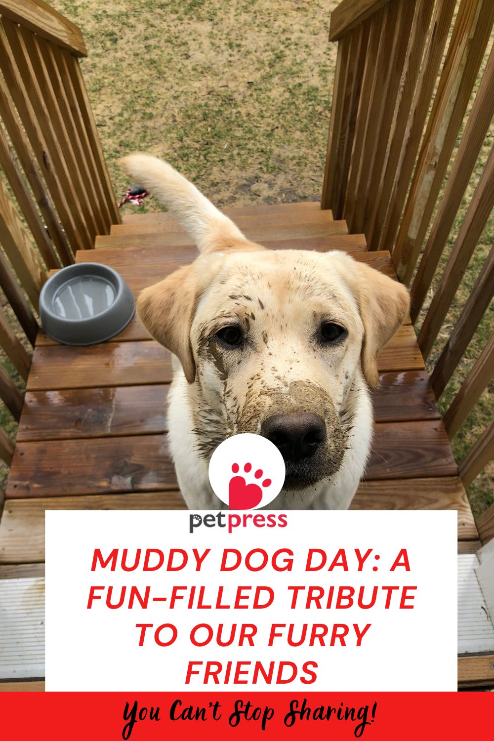 Muddy Dog Day