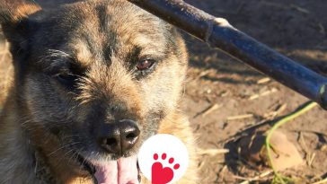 Animal Welfare Week