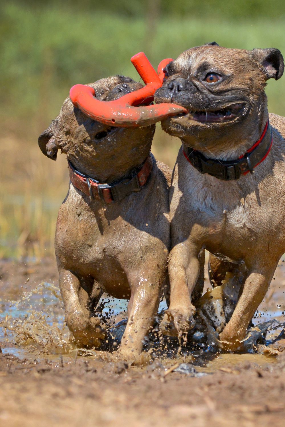 Muddy Dog Day