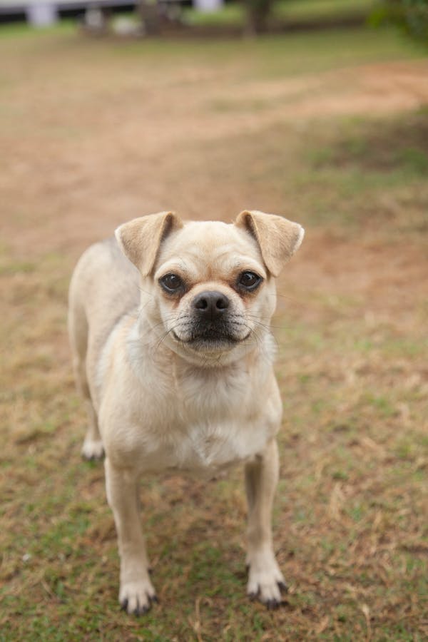 Puggle
