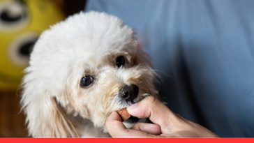 Signs of Worms in Dogs