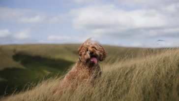 designer-dog-breed
