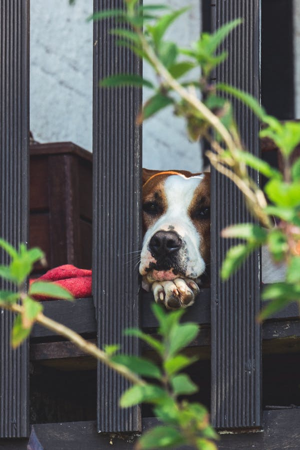 dog-alone-in-home