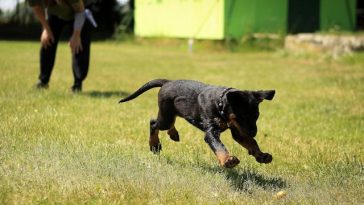 dog-breed