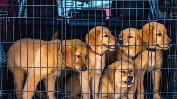 dog-breeder