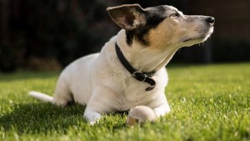 dog-collar