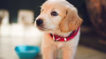 dog-dna