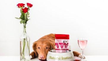 dog-food