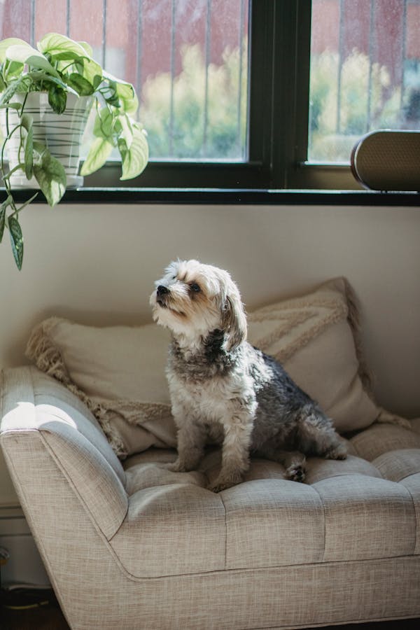 dog-in-home-alone